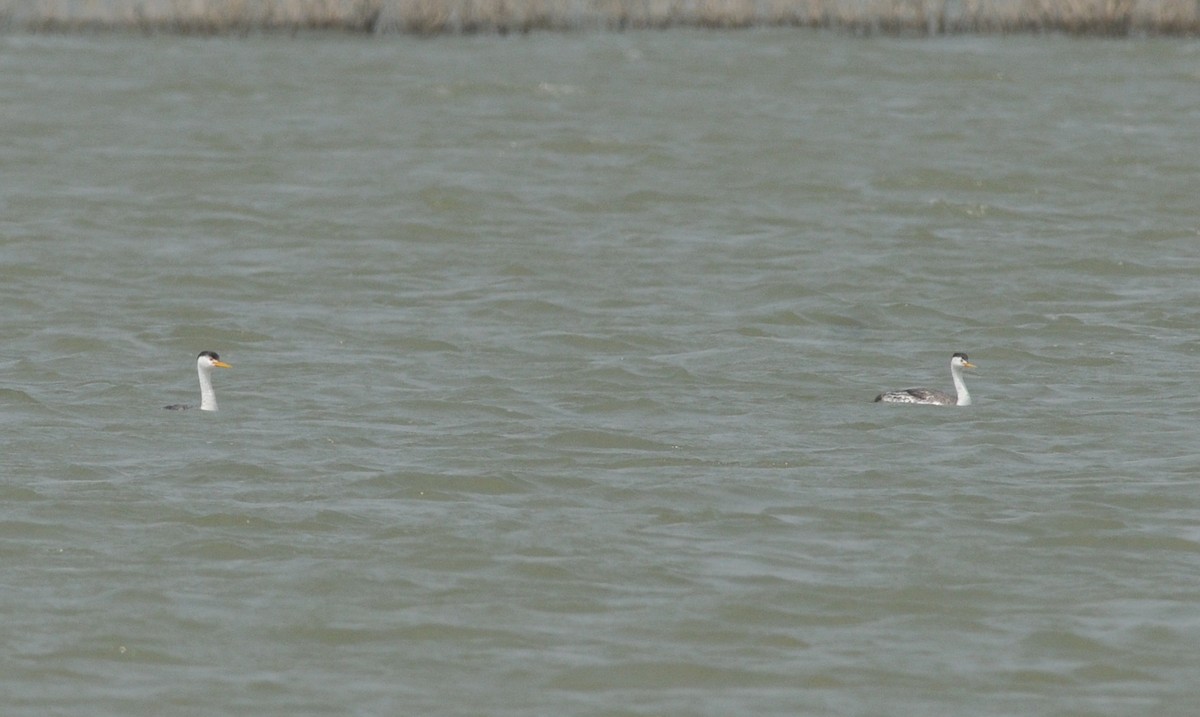 Clark's Grebe - ML111958191