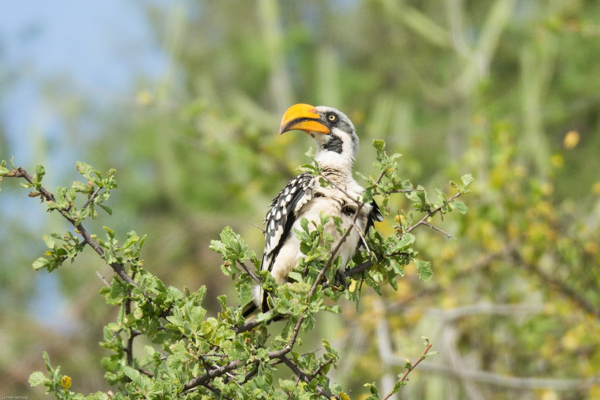 Eastern Yellow-billed Hornbill - ML111958271