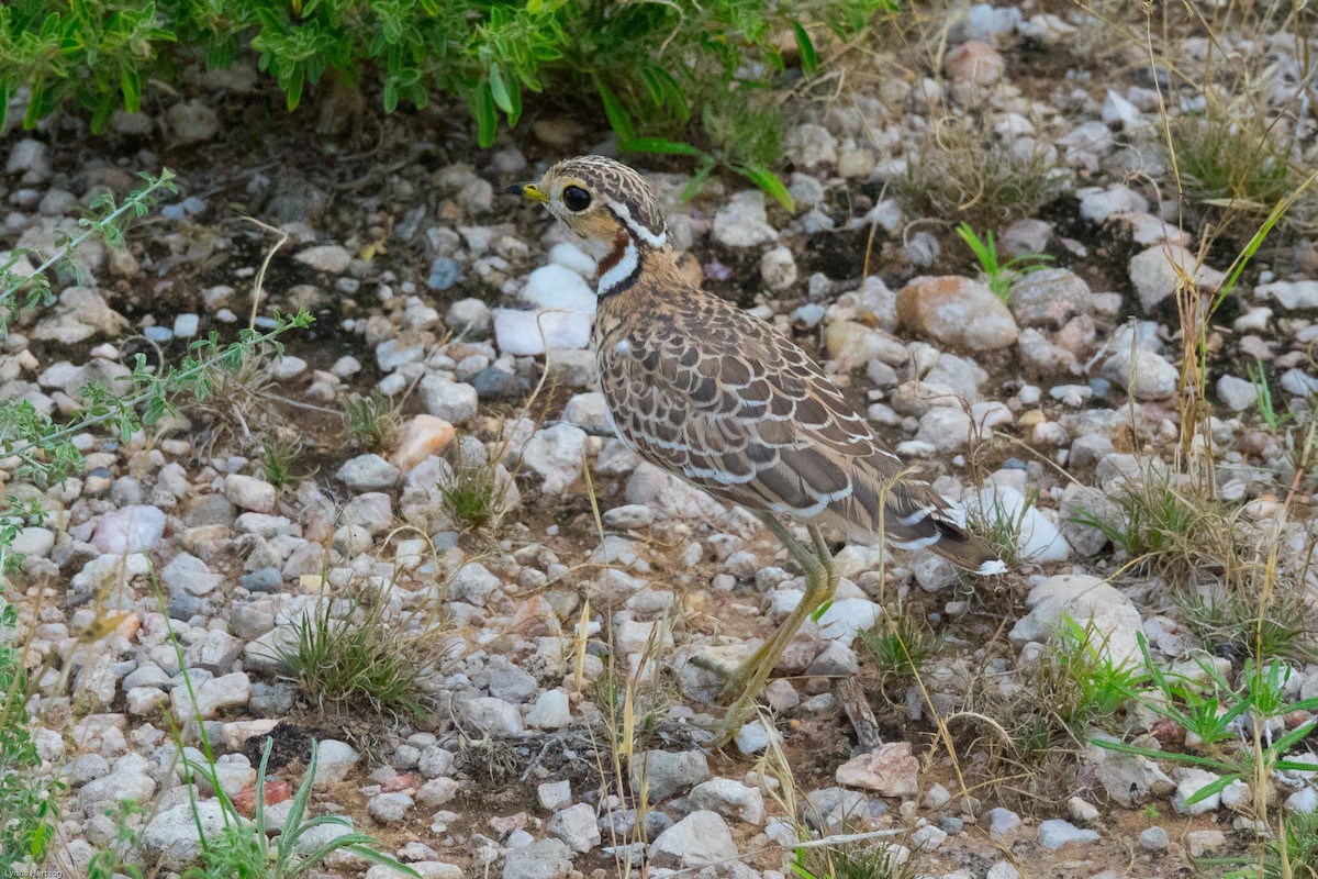 Three-banded Courser - Lynne Hertzog