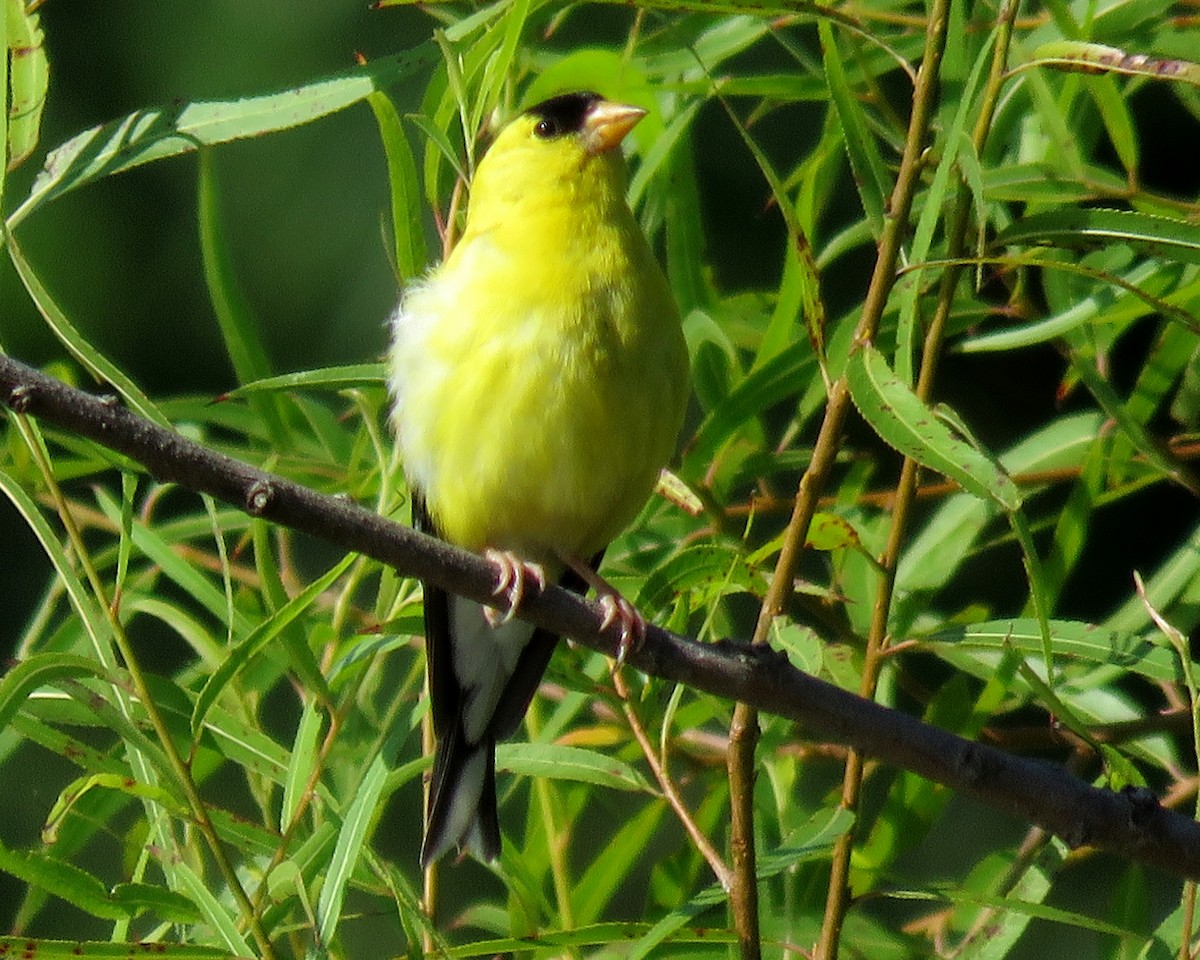 American Goldfinch - Patricia and Richard Williams