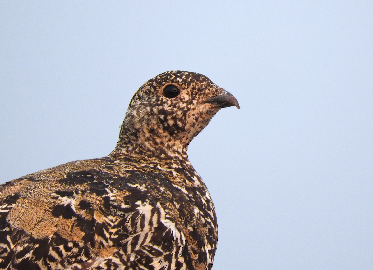 White-tailed Ptarmigan - ML111962121