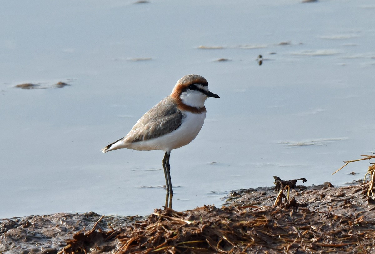 Chestnut-banded Plover - ML111962331