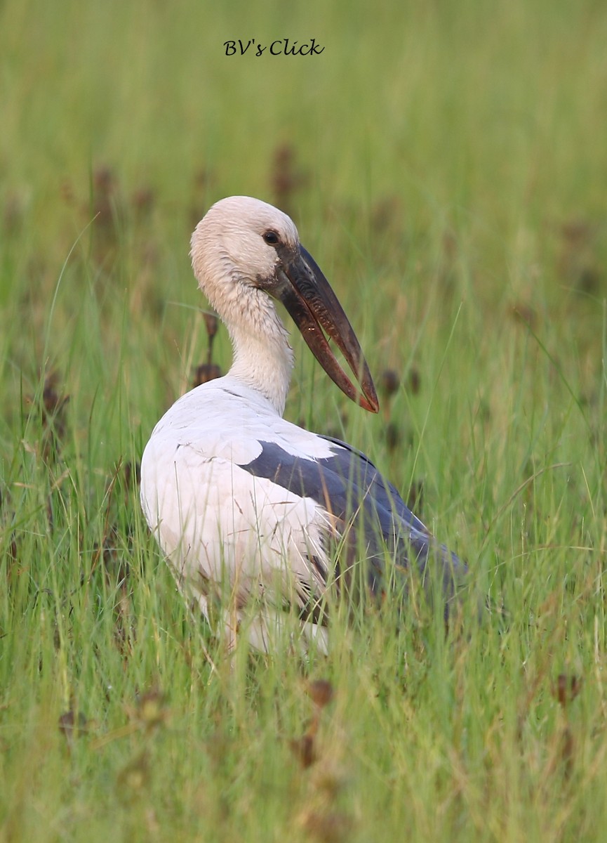 Asian Openbill - Bhaarat Vyas