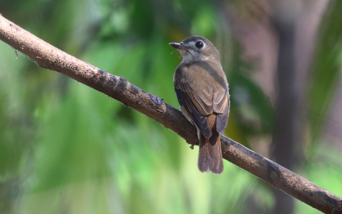 Brown-breasted Flycatcher - Bhaarat Vyas