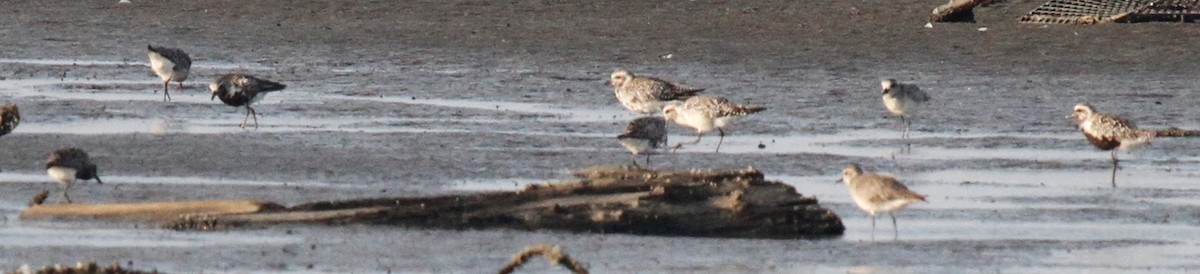 Black-bellied Plover - ML111966401