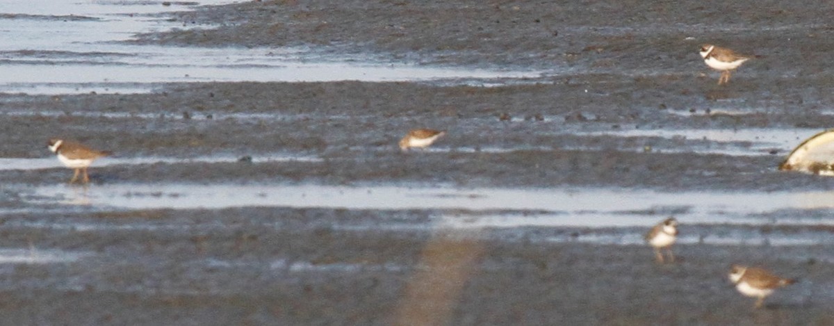 Semipalmated Plover - ML111966481