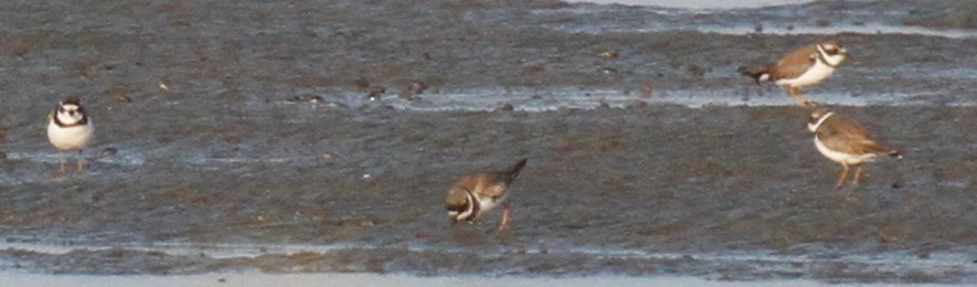 Semipalmated Plover - ML111966611