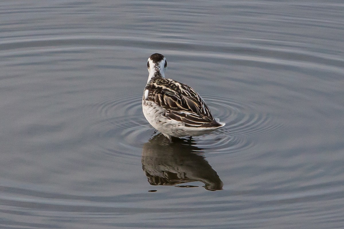 Red-necked Phalarope - ML111966831