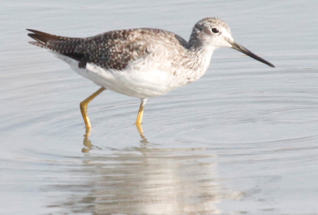 Lesser/Greater Yellowlegs - ML111967371