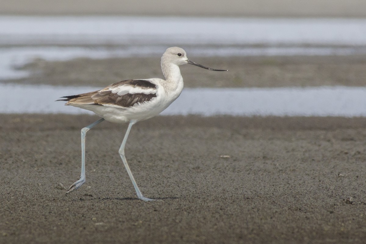 American Avocet - Matthew Pendleton