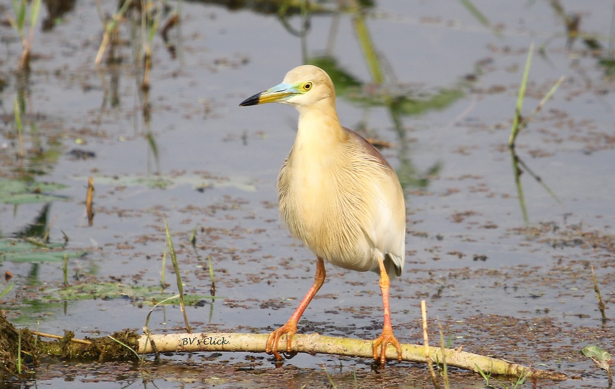 Indian Pond-Heron - ML111967651