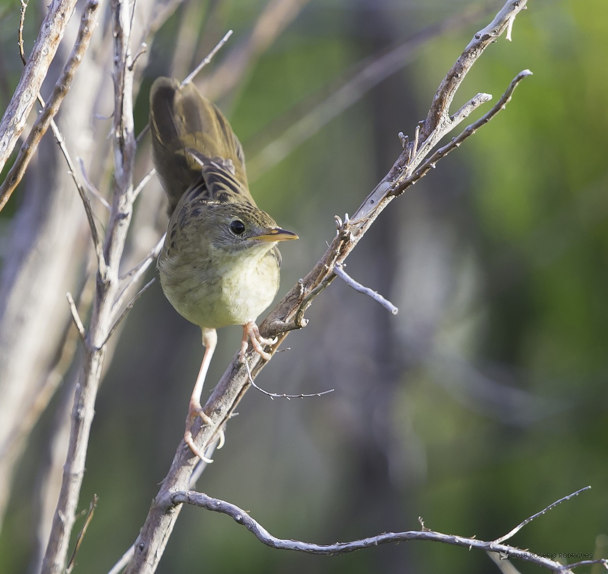 Common Grasshopper Warbler - ML111967761