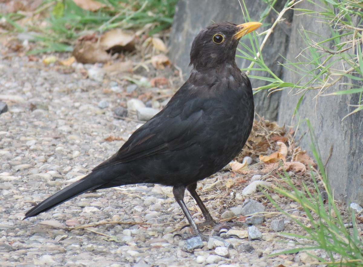 Eurasian Blackbird - Brad Arthur