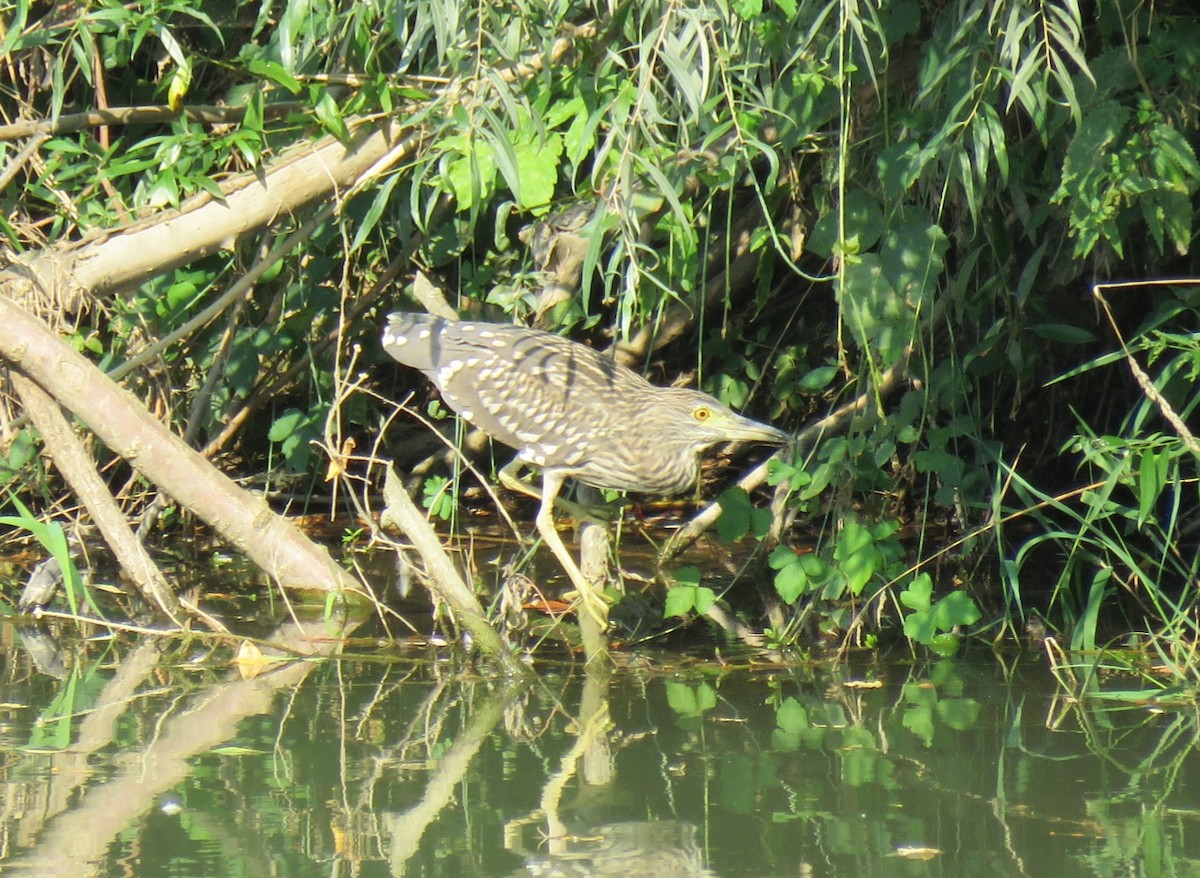 Black-crowned Night Heron (Eurasian) - ML111969121