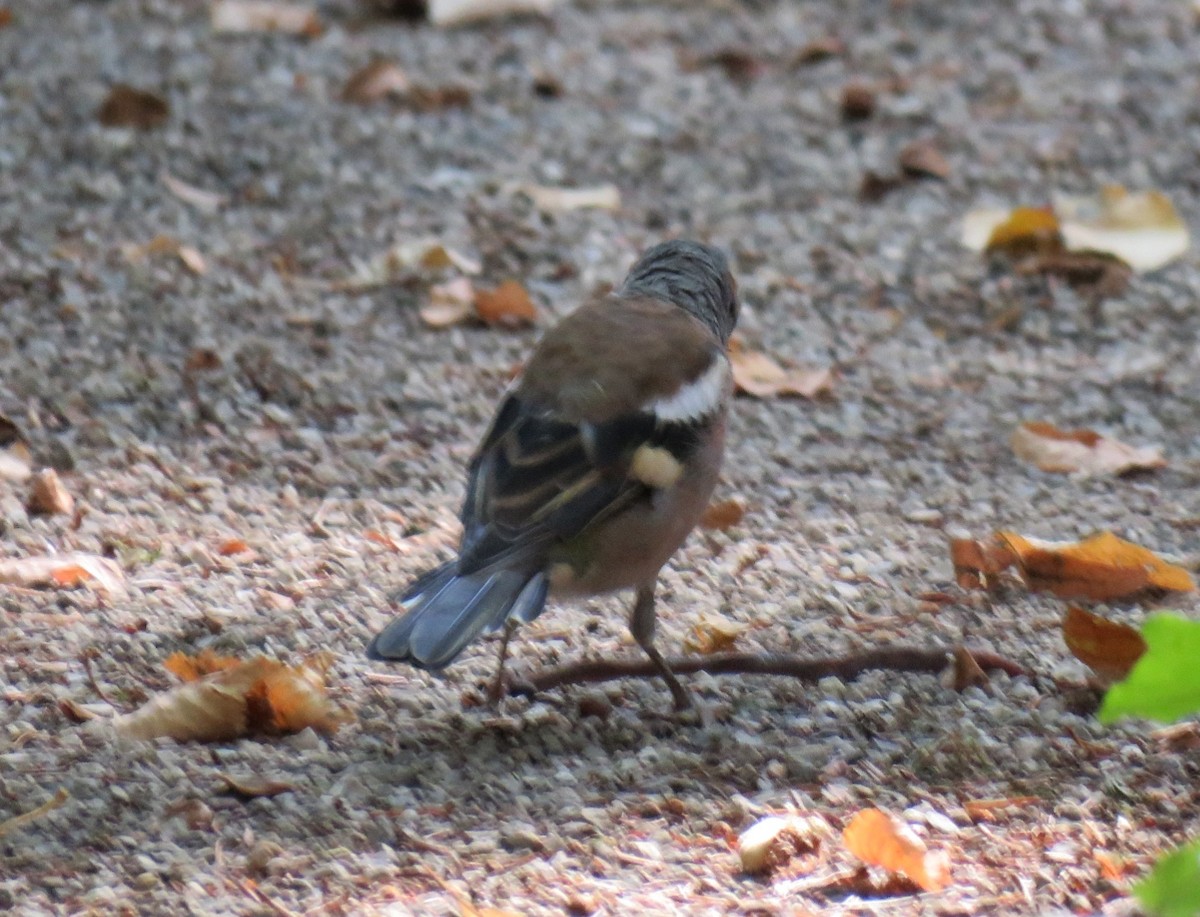 Дуулгат бужирга - ML111969141