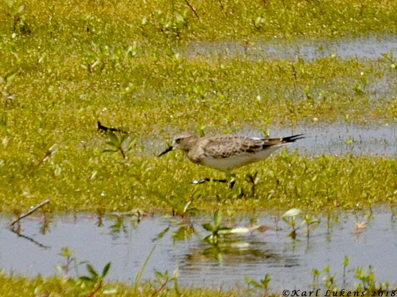 Baird's Sandpiper - ML111969881