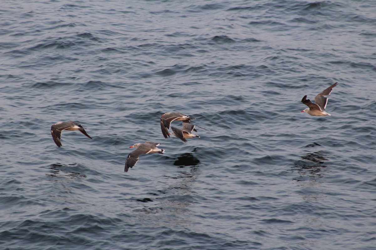 Gaviota Mexicana - ML111970311