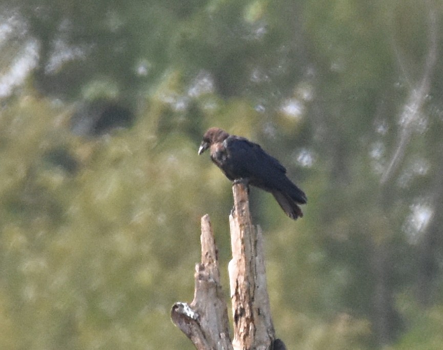 American Crow - ML111971491