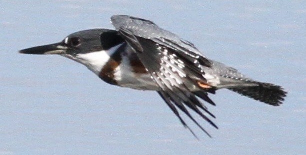 Belted Kingfisher - ML111972481