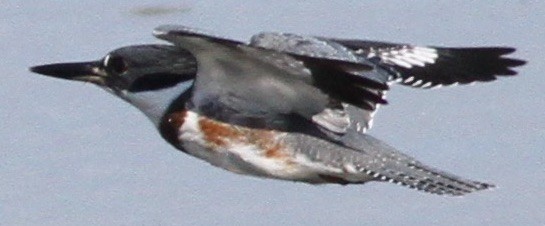 Belted Kingfisher - ML111972581