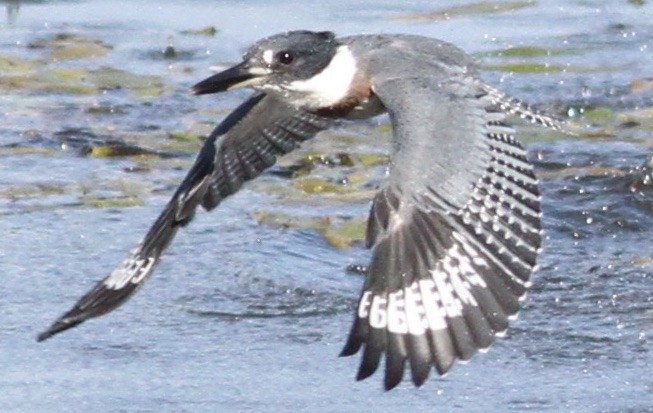 Belted Kingfisher - ML111972621