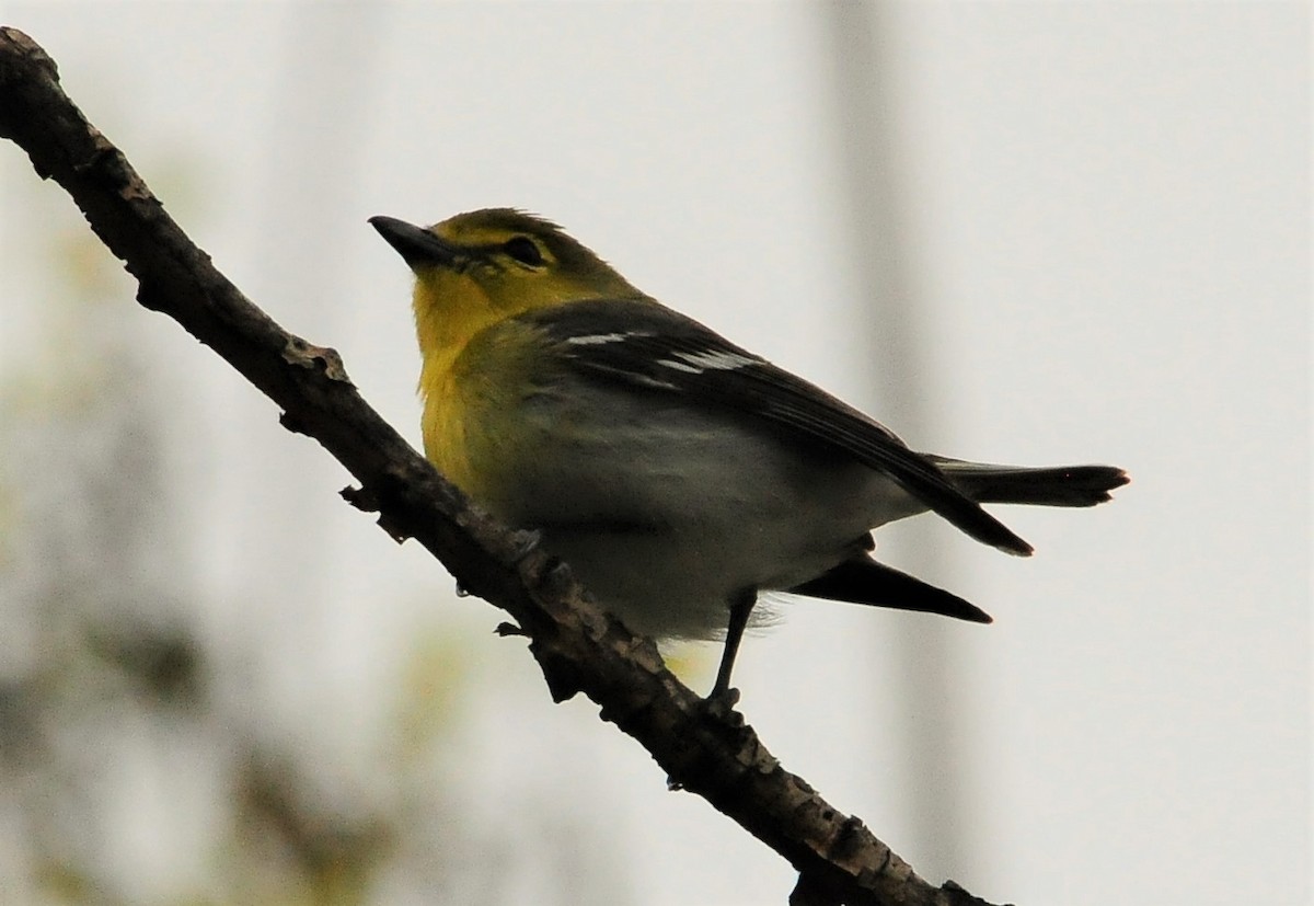 Yellow-throated Vireo - Sue Riffe