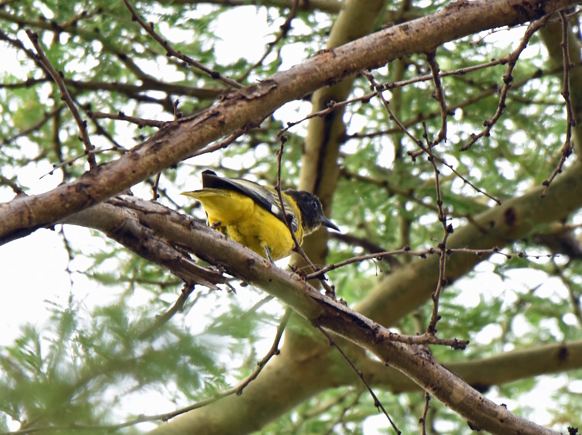 African Black-headed Oriole - ML111975031