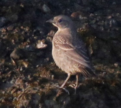 Brown-headed Cowbird - ML111975521