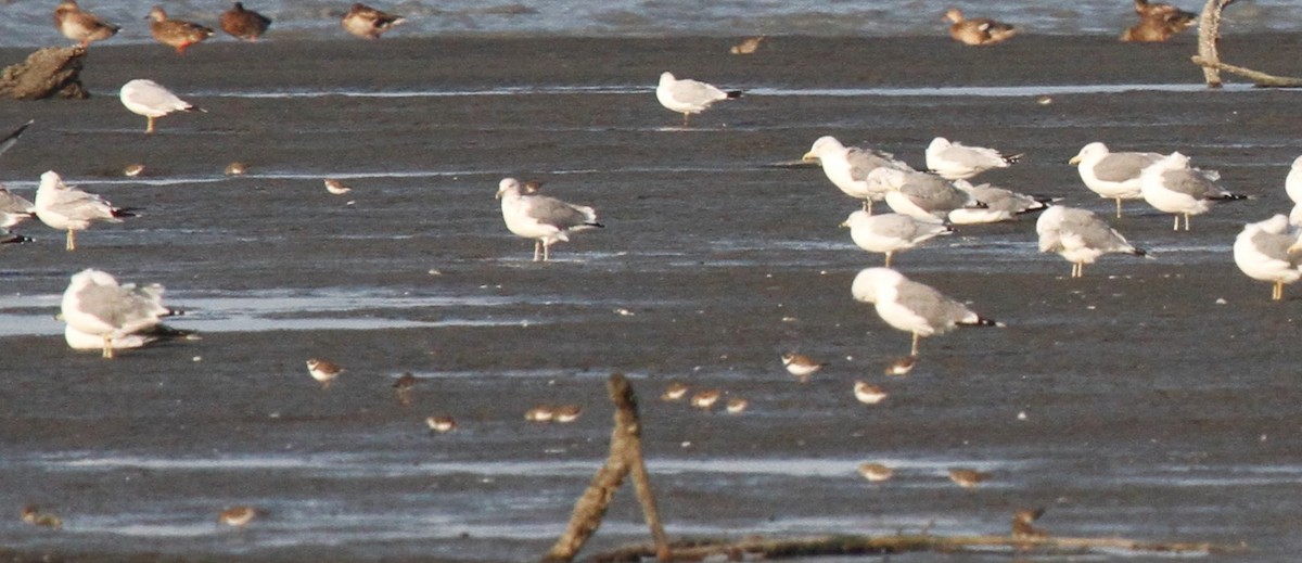 Calidris sp. (peep sp.) - ML111975971