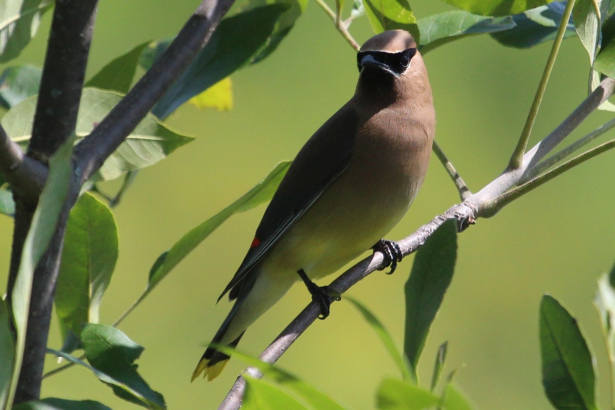 Cedar Waxwing - ML111976981