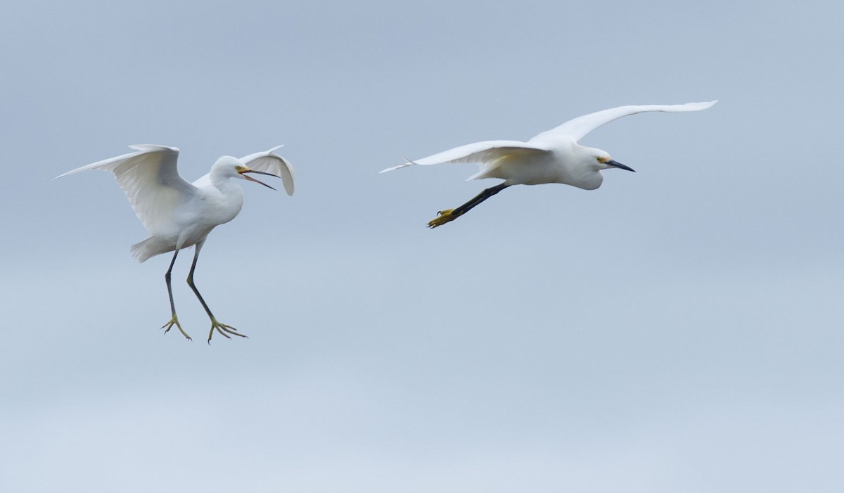 Snowy Egret - ML111977581