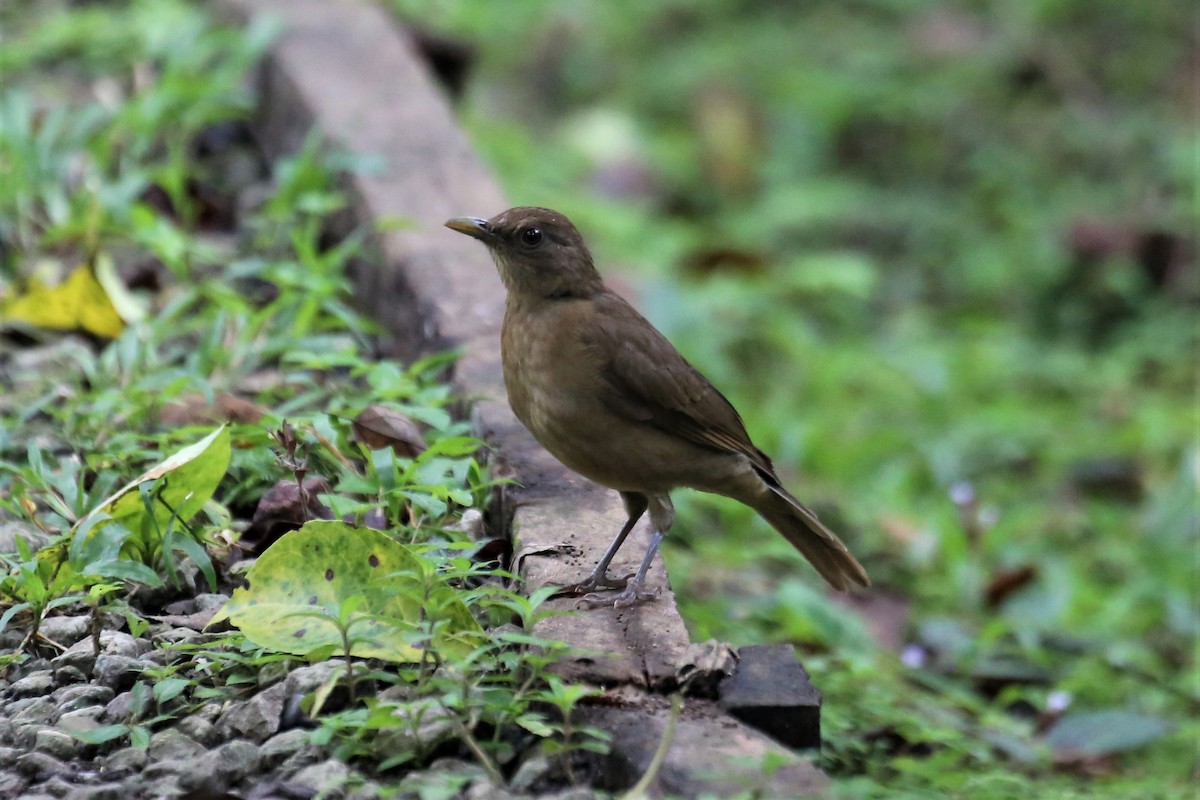 Clay-colored Thrush - Charles Davies