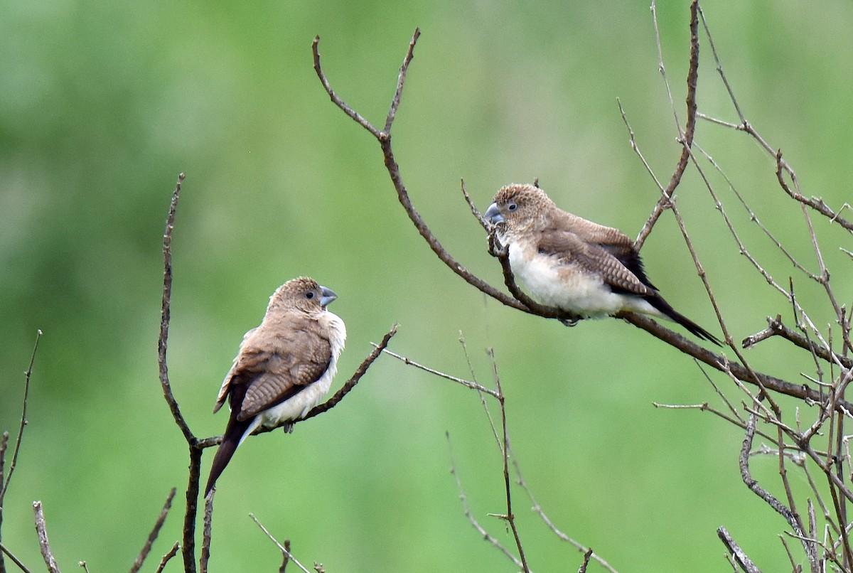 African Silverbill - ML111979781