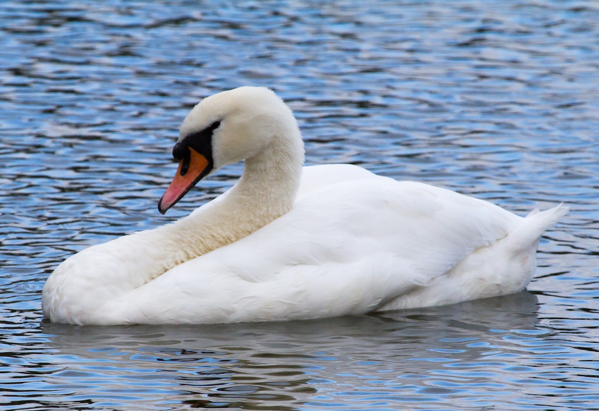 Mute Swan - Ian Burgess