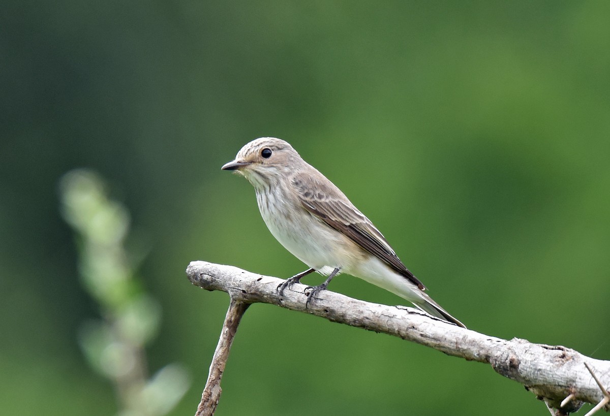 Spotted Flycatcher - ML111980741