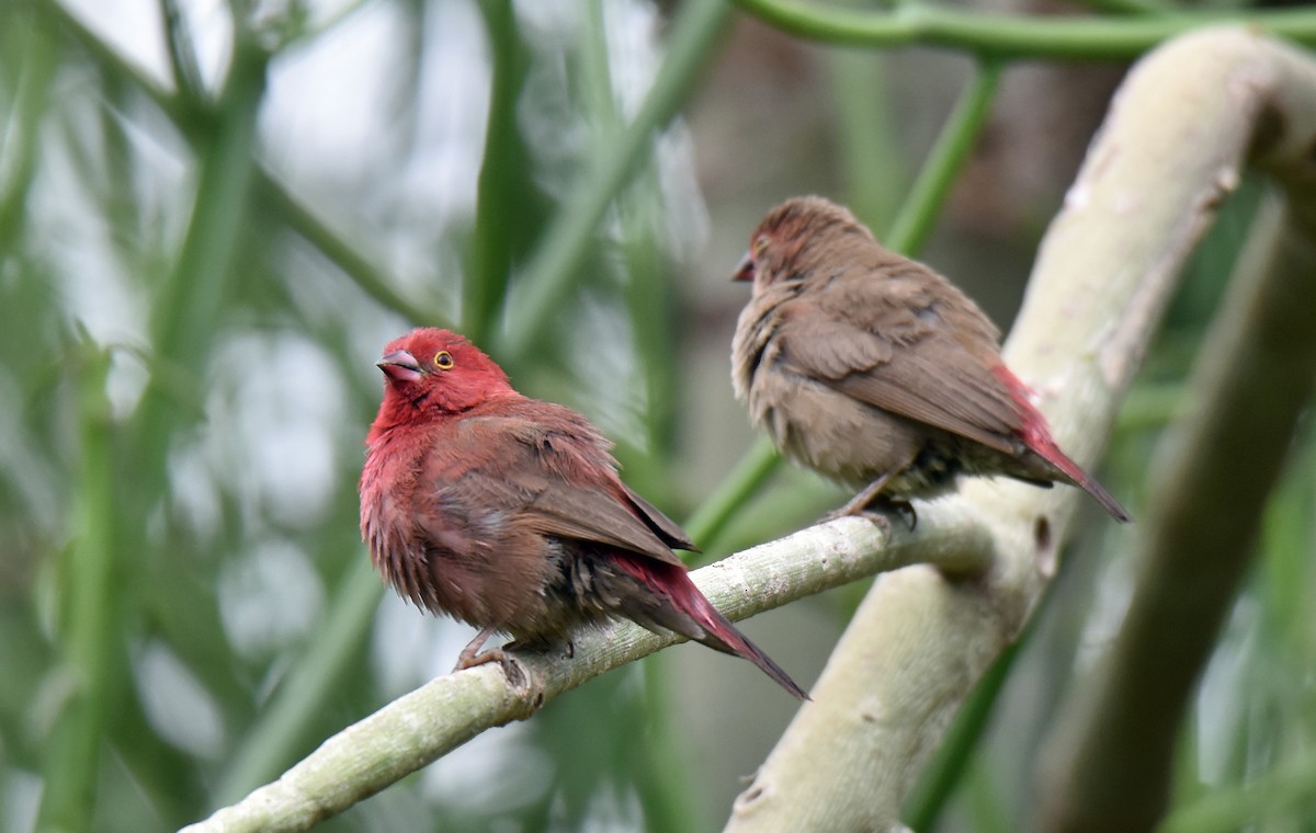 Red-billed Firefinch - ML111981651