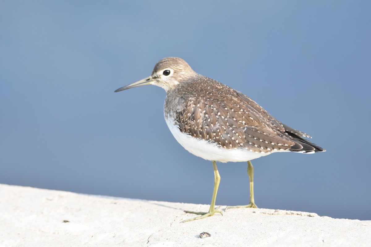 Solitary Sandpiper - ML111983321