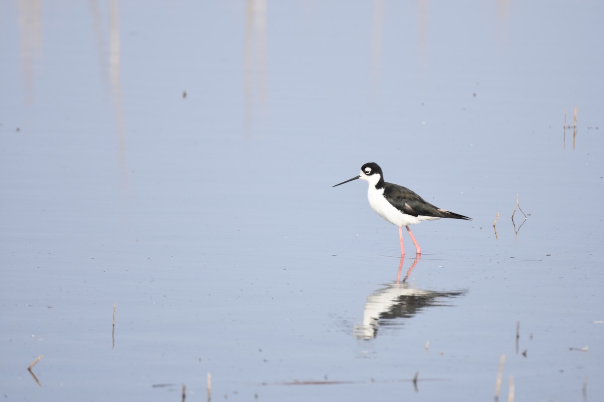 Black-necked Stilt - ML111983931