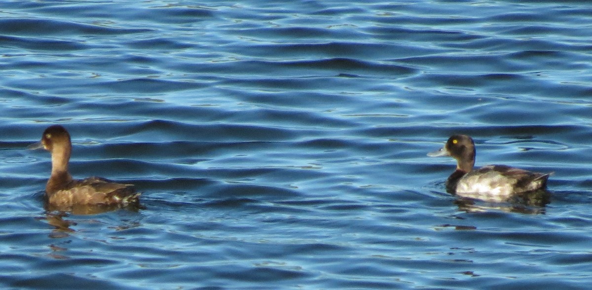 Lesser Scaup - ML111984361