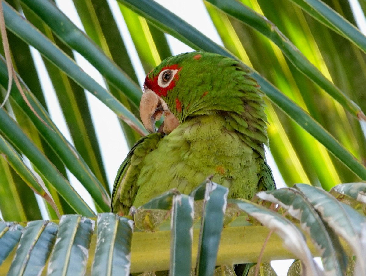 Mitred Parakeet - Doreen LePage