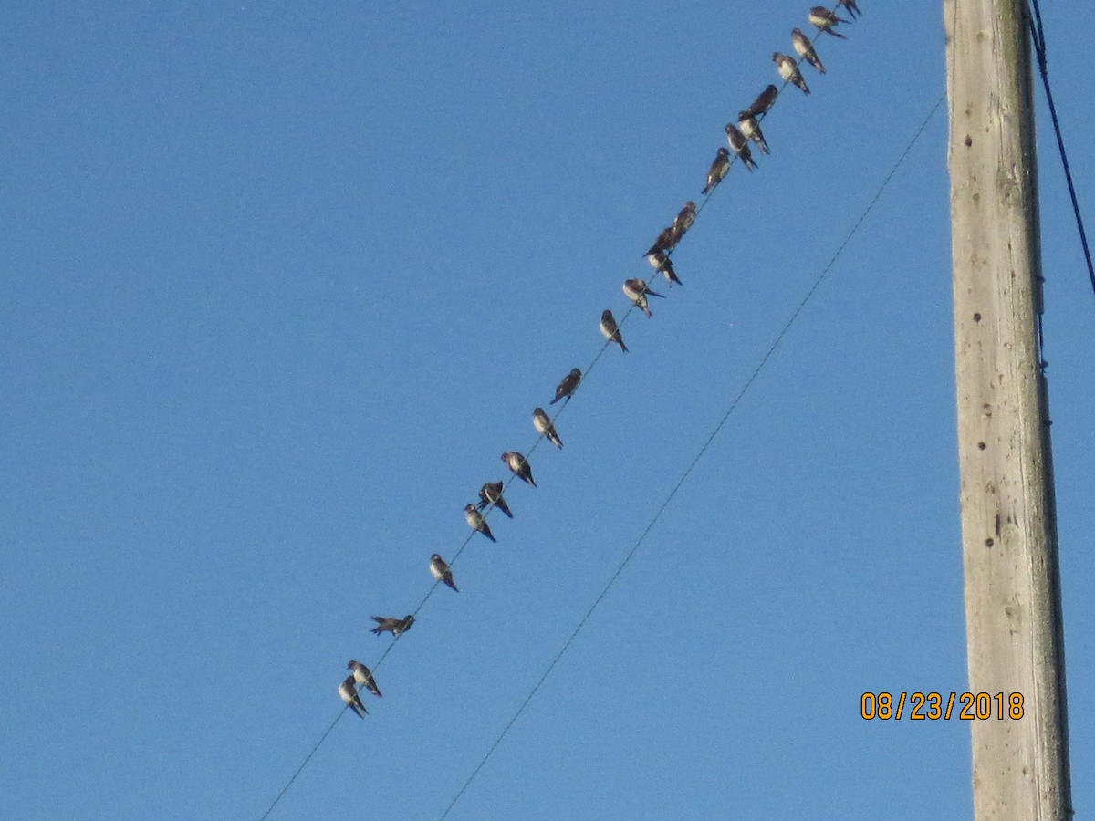 Purple Martin - ML111985271