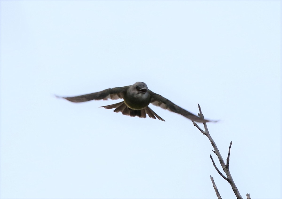 Tropical Kingbird - ML111987821