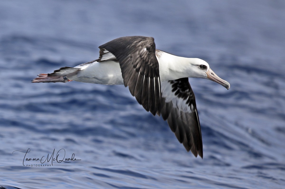 Laysan Albatross - ML111988291