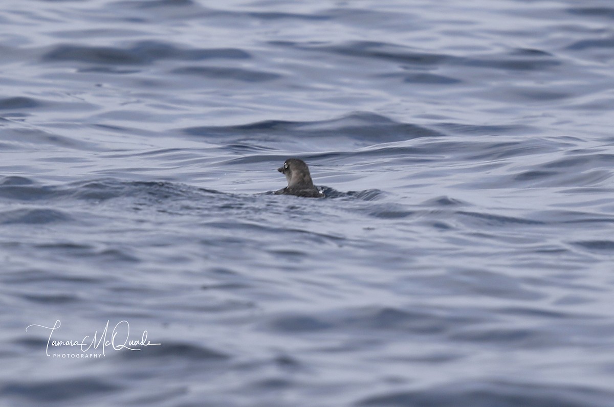 Cassin's Auklet - ML111988391