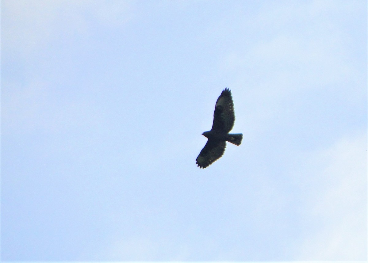 Short-tailed Hawk - Carlos Otávio Gussoni