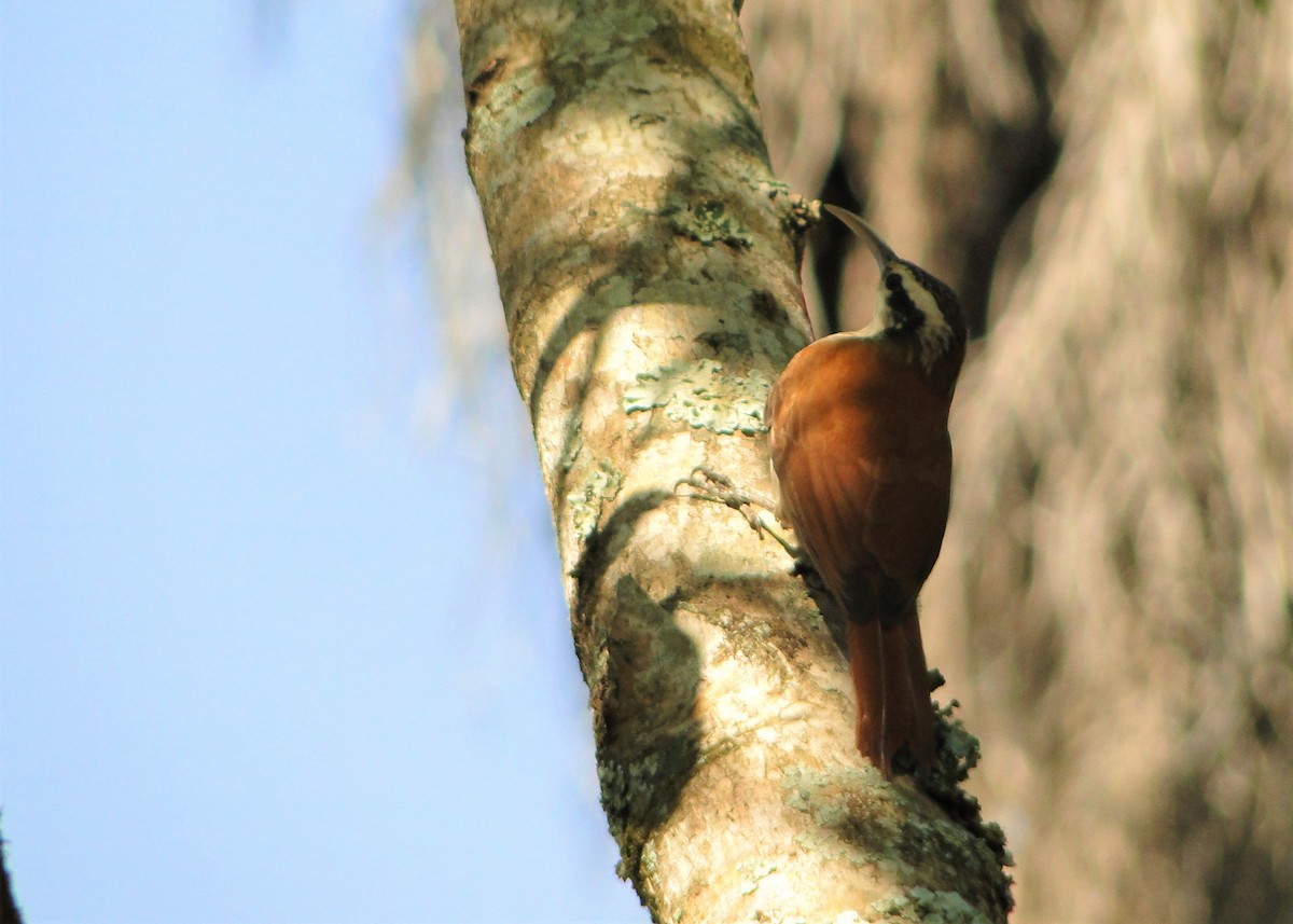 Narrow-billed Woodcreeper - Carlos Otávio Gussoni