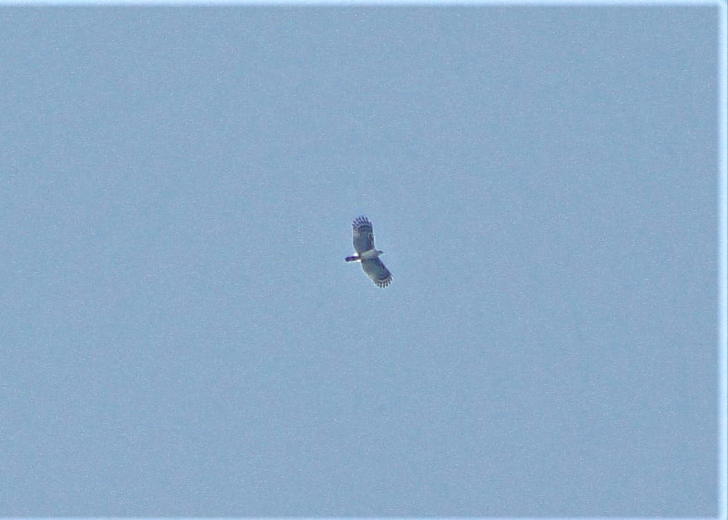 Gray-headed Kite - ML111990191