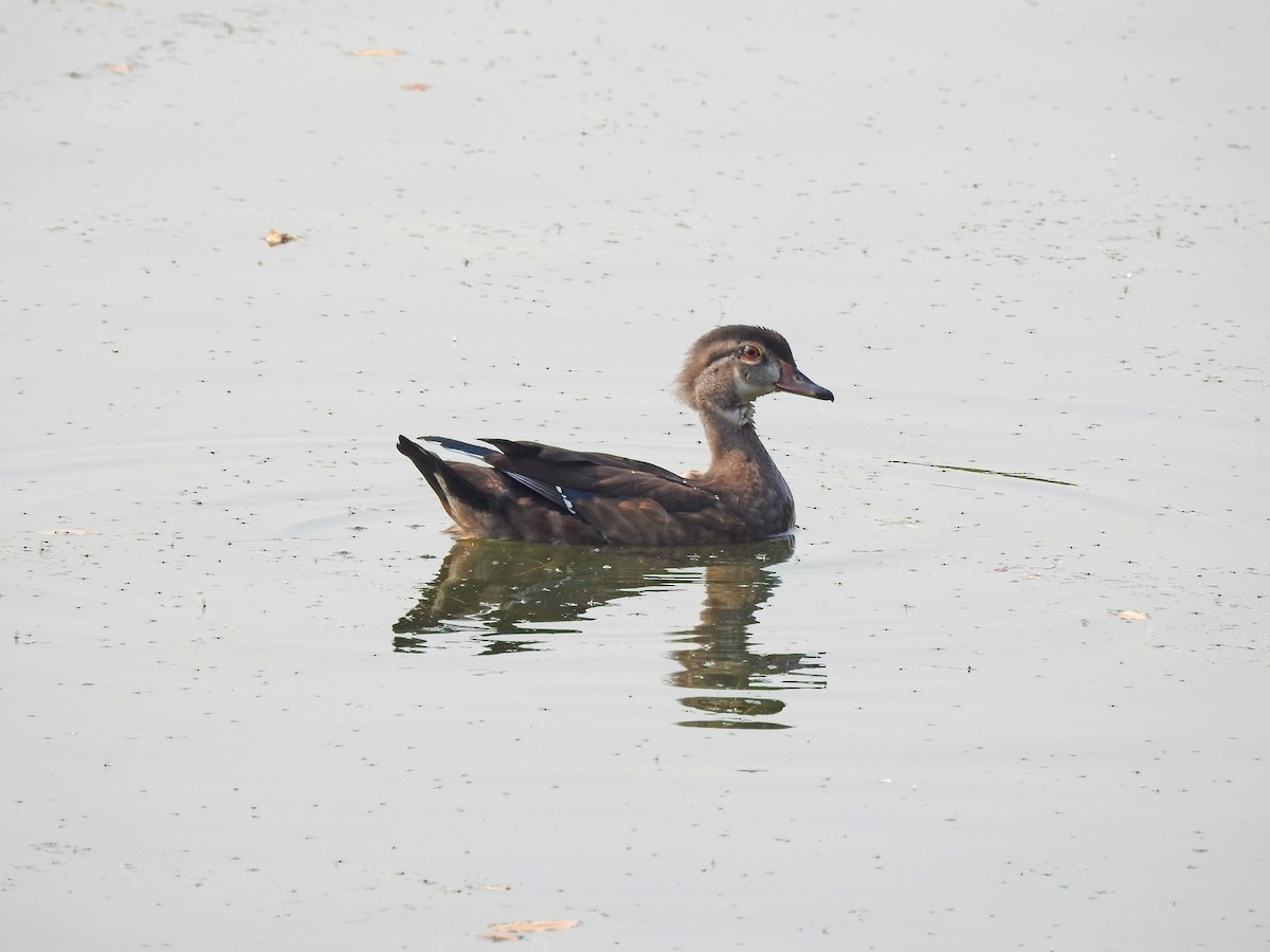 Wood Duck - ML111990671