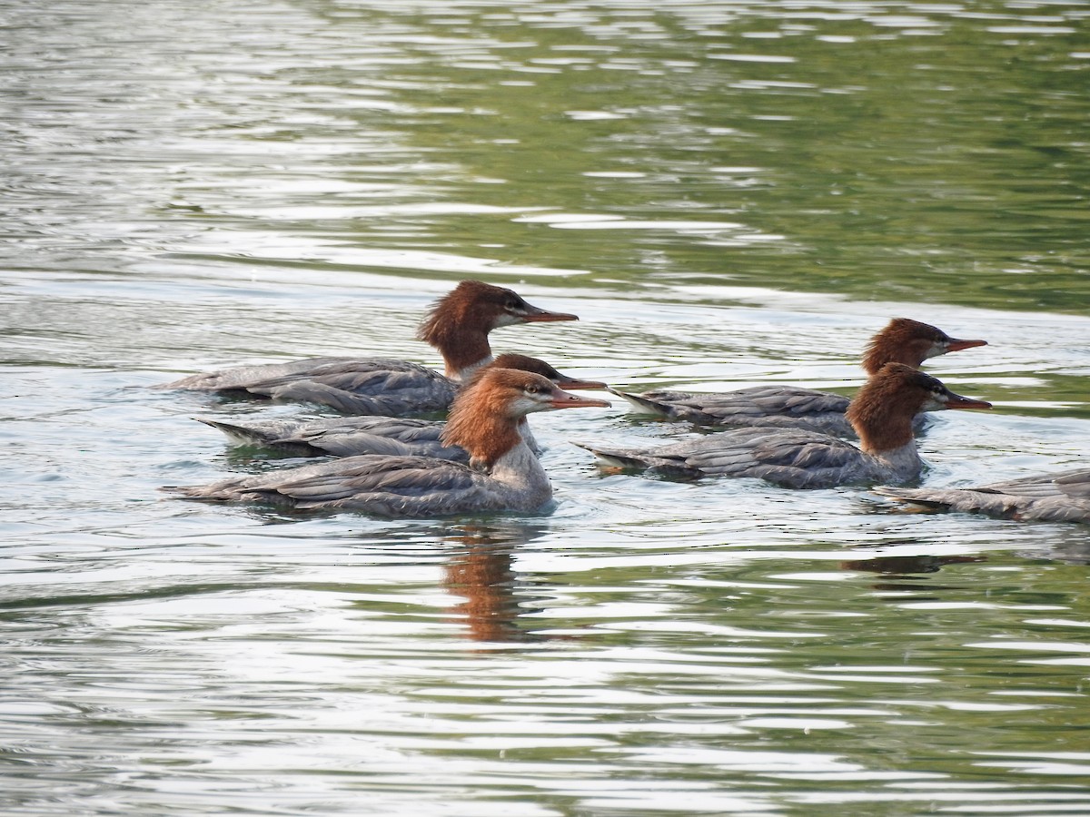 Common Merganser - ML111990801