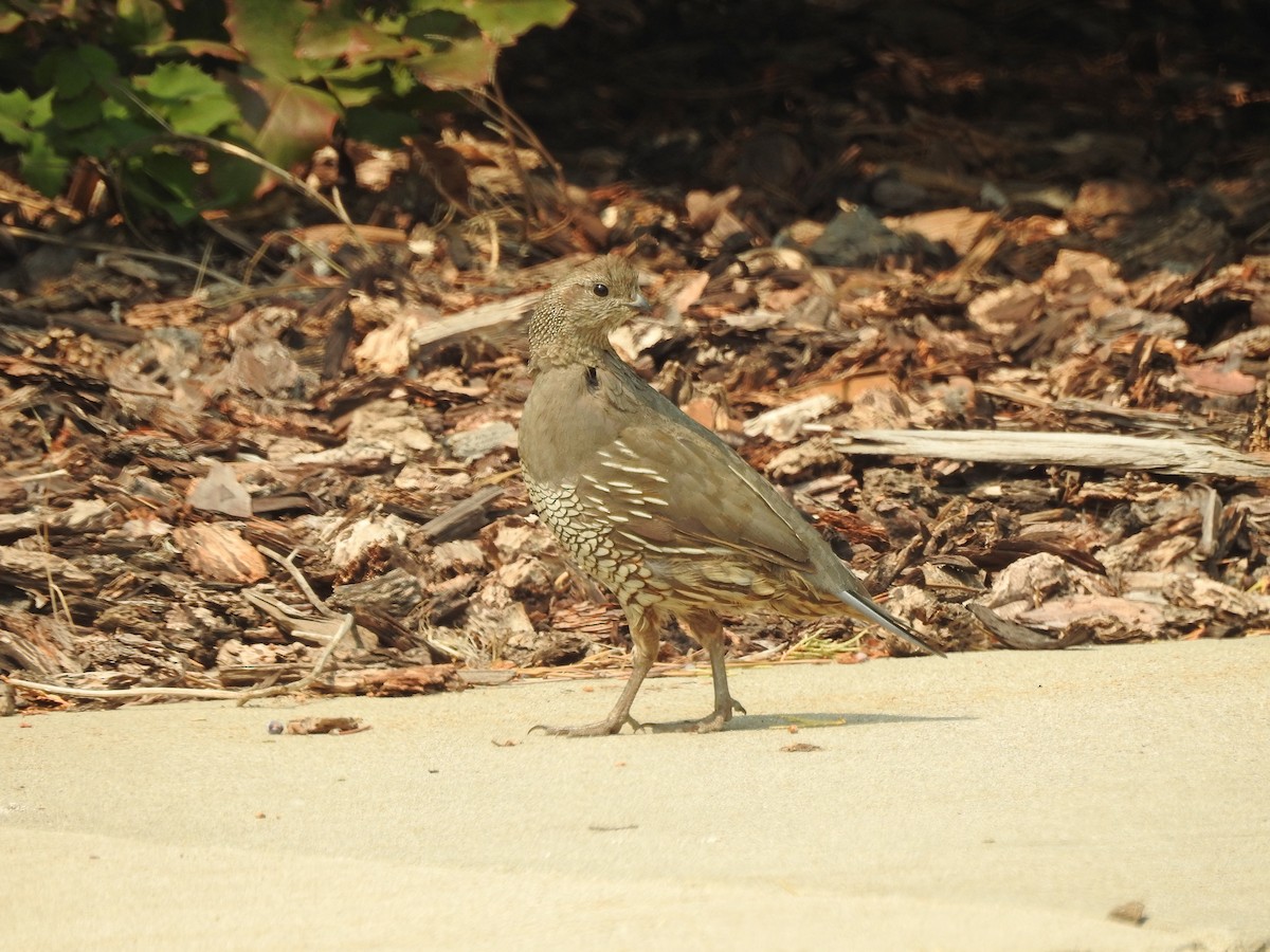 California Quail - ML111990831